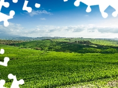 roads, medows, Tuscany, Italy, vineyards, Mountains