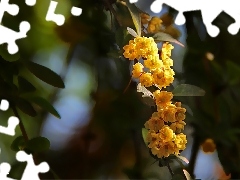 Bush, flowers, twig, Yellow