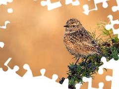 Bird, female, twig, European Stonechat