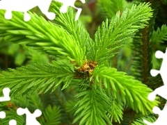 twig, conifer, fir