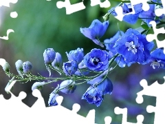 larkspur, Blue, Flowers