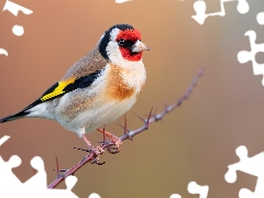 twig, Bird, goldfinch