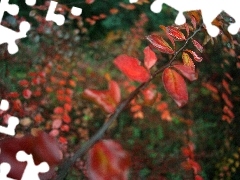 twig, Red, Leaf