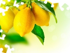 lemons, twig