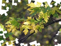 rapprochement, blurry background, twig, Leaf, maple