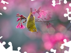 Bird, flowery, Pink, Flowers, Japanese White-eye, twig