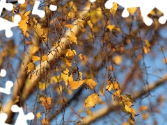 Leaf, birch-tree, Twigs, Yellowed, autumn