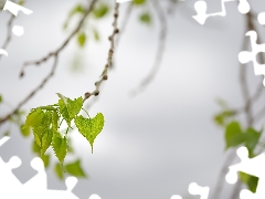 birch-tree, Leaf, Twigs