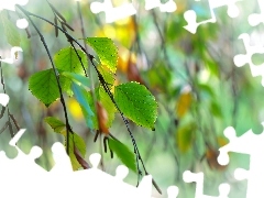 Twigs, Leaf, birch