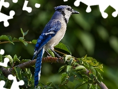 Leaf, Blue jay, Twigs