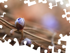 Twigs, Hepatica, Buds