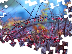 Twigs, Bush, Red, Fruits, barberry