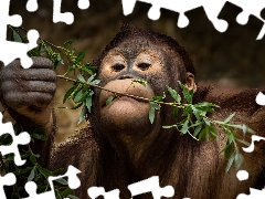 chimpanzee, Twigs