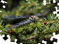 spruce, dragon-fly, Twigs