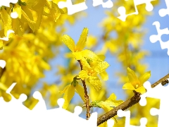 Yellow, Twigs, forsythia, Flowers, Bush