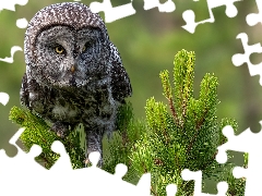 Twigs, spruce, owl, Tawny owl great gray owl, Bird