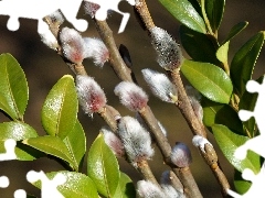 Twigs, Willow, Leaf, Boxwood, green ones, database