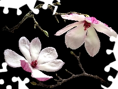 Twigs, Flowers, Magnolia