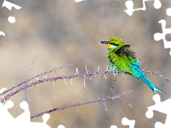 Bird, Twigs, Spikes, bee-eater