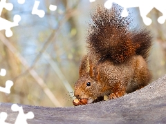 Ginger, Two cars, nuts, squirrel