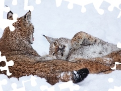 lynx, winter, Two cars