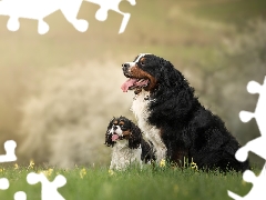 Two cars, King Charles Spaniel, Bernese Mountain Dog, Dogs