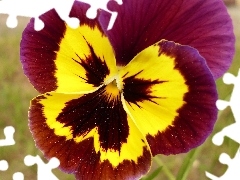 Two-tone, pansy