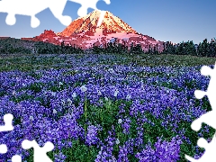 trees, Mountains, viewes, Meadow, Washington State, The United States, lupine, Mount Rainier National Park, Flowers