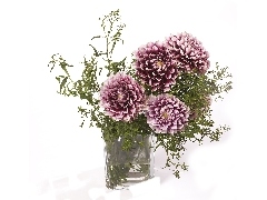 purple, dahlias, Vase, White