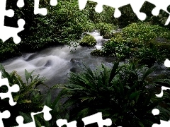 VEGETATION, Costa Rica, flux, Stones, jungle