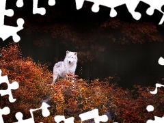 VEGETATION, White, Wolf