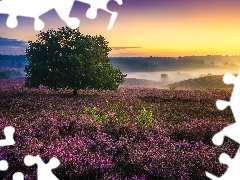 trees, heath, Province of Gelderland, heathers, Veluwezoom National Park, Fog, Netherlands