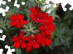 red hot, Verbena garden