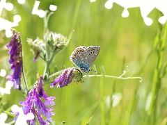 butterfly, Colourfull Flowers, Vetch, Dusky Icarus