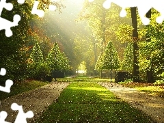 sun, Park, viewes, Alleys, trees, rays