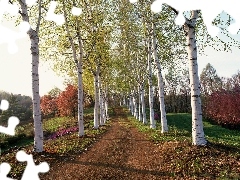 viewes, birch, Way, trees, Field