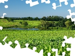 Pond - car, trees, viewes, Meadow