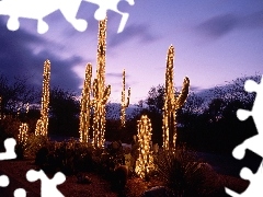 viewes, christmas, lighting, trees, Cactus