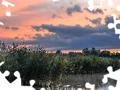 viewes, clouds, rushes, trees, lake