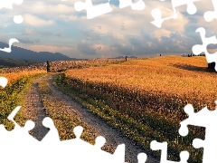 Field, Way, clouds, trees, cypresses, Tuscany, Italy, viewes