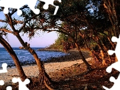 Coast, trees, viewes, Australia