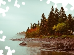 Coast, trees, viewes, lake