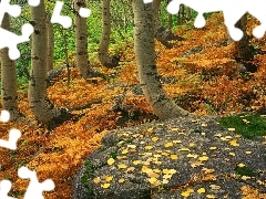 viewes, fern, Stones, trees, forest