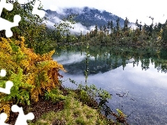 Fog, River, viewes, fern, trees, Mountains