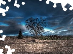 viewes, field, clouds, trees, Sky