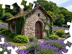 lavender, house, trees, viewes, Plants, Field