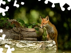 Fox, trees, viewes, Logs