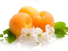 viewes, fruit, Flowers, trees, apricots