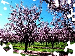 viewes, fruit, flourishing, trees, orchard