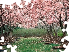 viewes, fruit, flourishing, trees, orchard